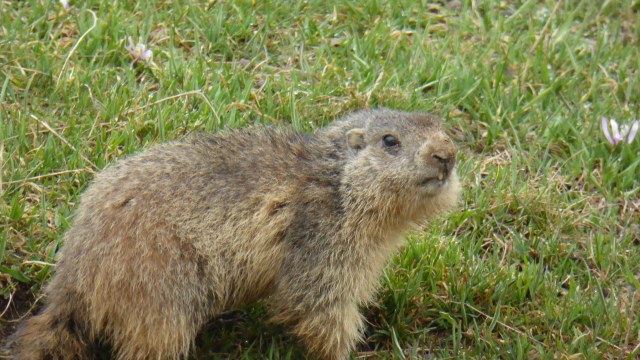 Marmotte aux Portes de Longon