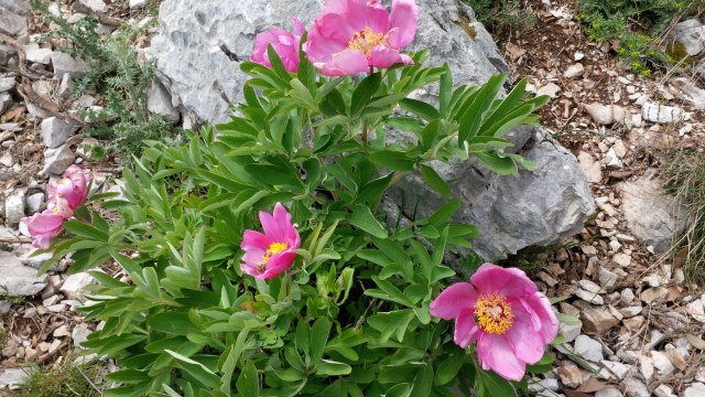 Les fameuses pivoines du Grammondo