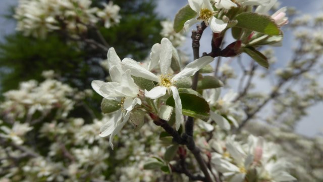 Le printemps