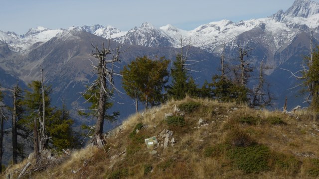 Arbres torturés