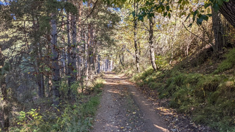 Forêt derrière l'Abséa