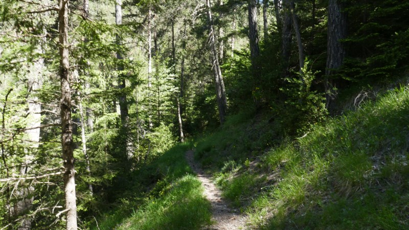 Montée dans la forêt de la Pinéa