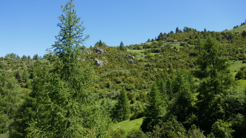 A la sortie de la forêt, vers 1.500 mètres