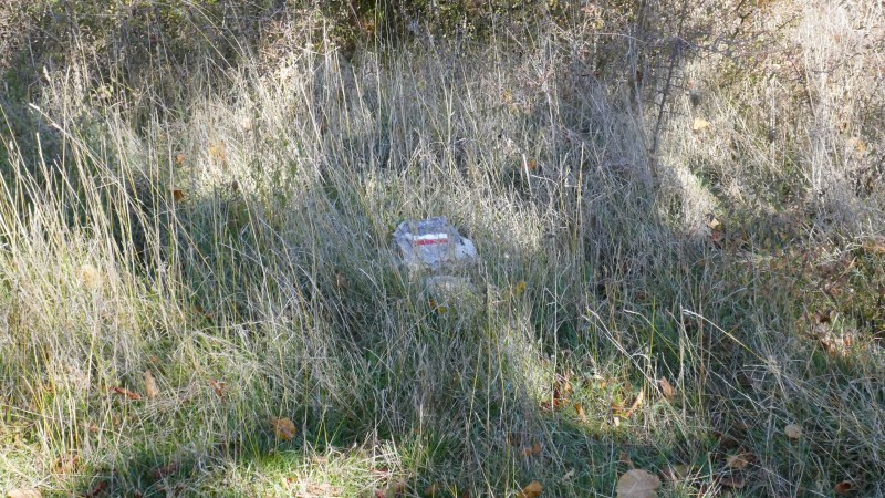 Timide marquage caché sous les herbes