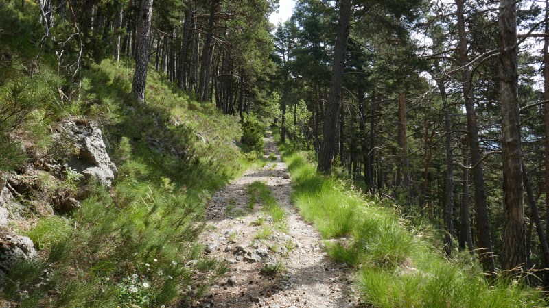 Montée dans la forêt clairsemée