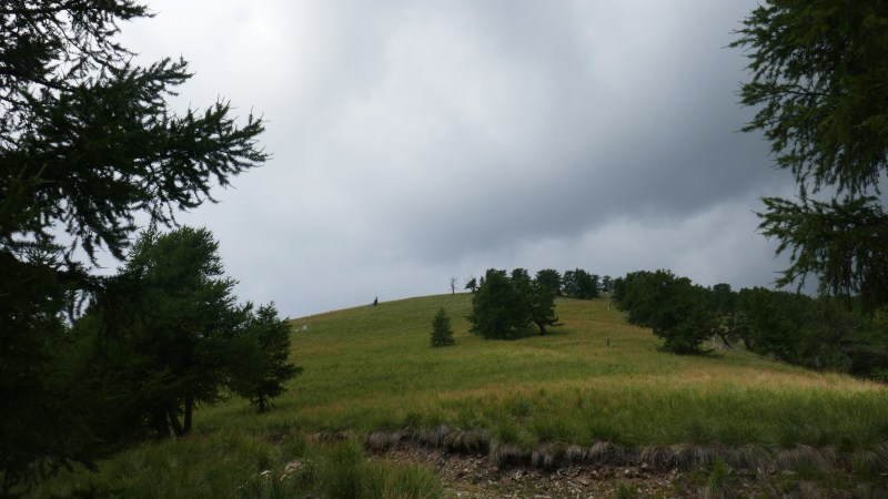 Au sortir de la forêt