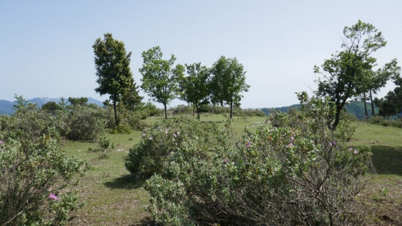 Cistes et jeunes chênes