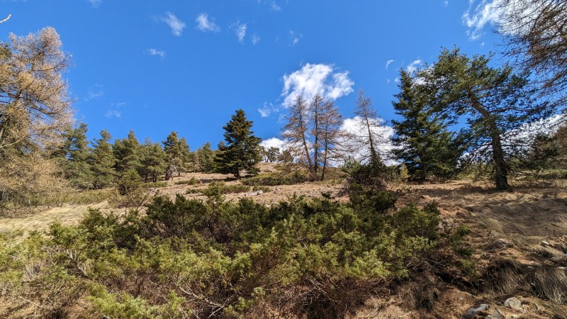 Au sortir de la forêt