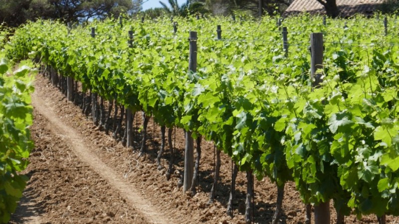 Vignoble de la Bastide Blanche