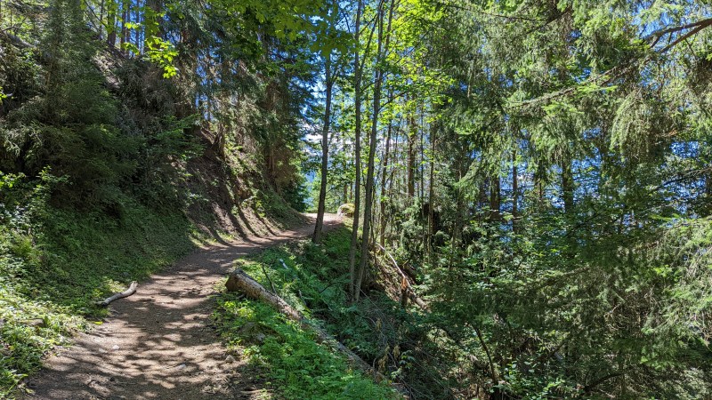 Montée tranquille dans la forêt