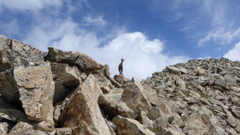 La Cime de l'Agnel et son occupant