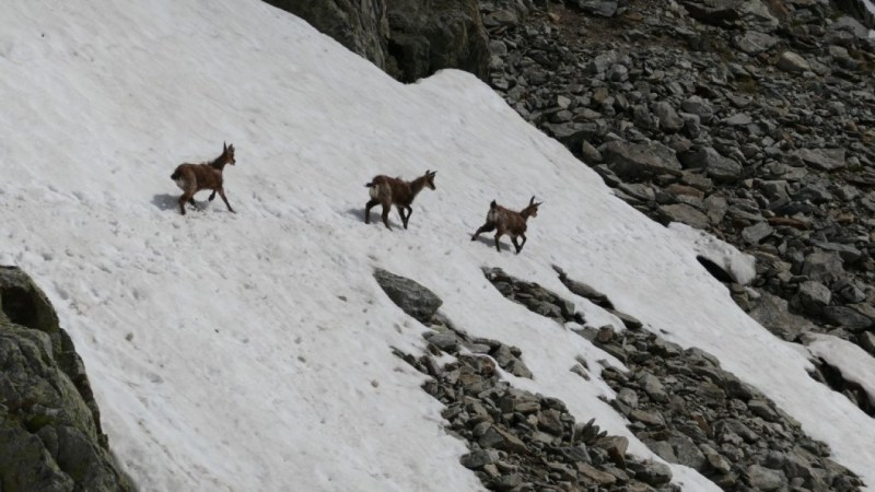 Jeunes chamois profitant des névés