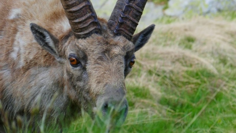 Rencontre dans le Vallon des Erps