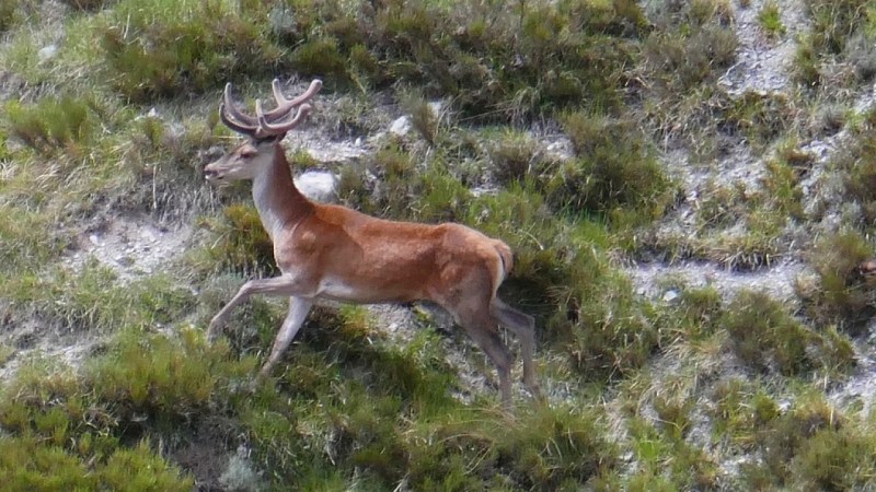 Cerf vers le lieu-dit les Routes