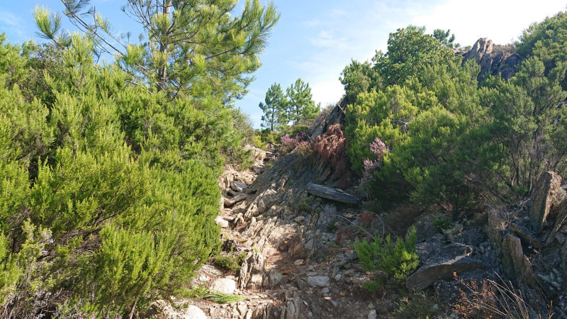 Petit sentier dans la garrigue