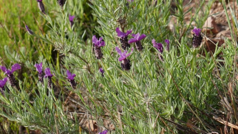 Lavande en fleur