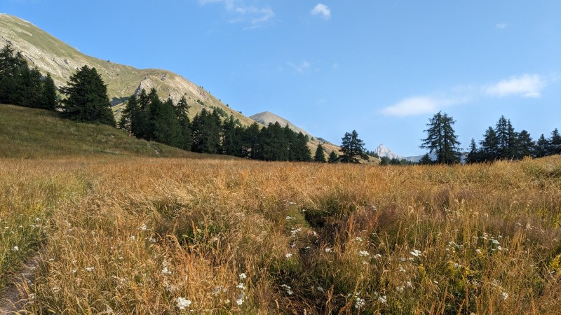 Dans les prairies de l'Auriac