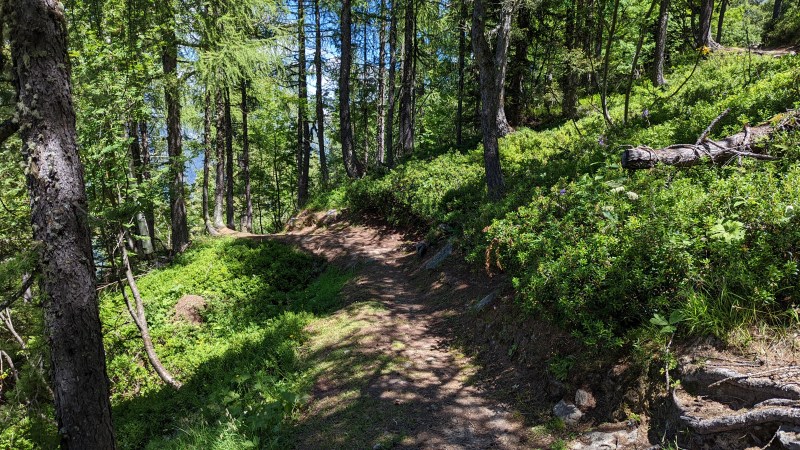 Dans le Bois des Chosalets