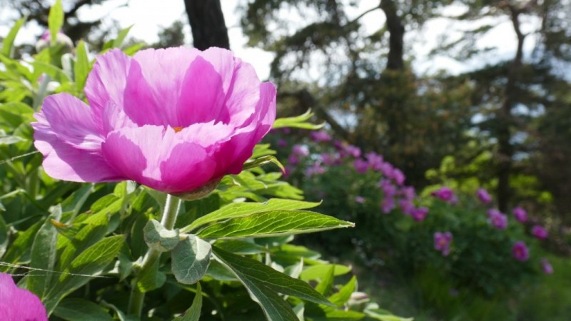 Champ de pivoines en haut du Grammondo