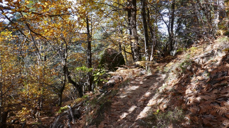 Forêt vers les Espaluns