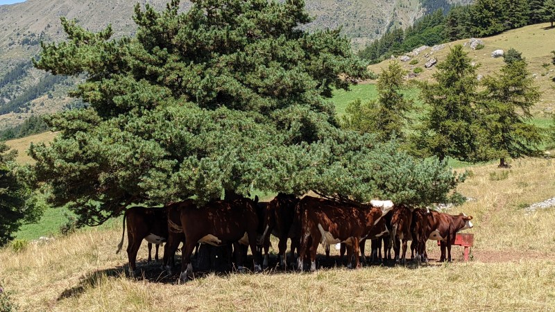 Parasol naturel pour les vaches