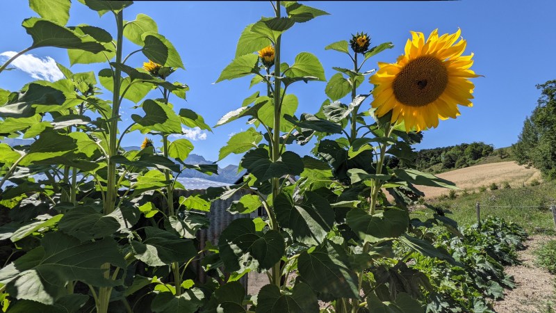 Tournesols au Hameau des Payas