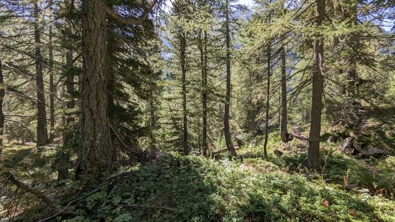 Dans la forêt du Val du Haut Boréon