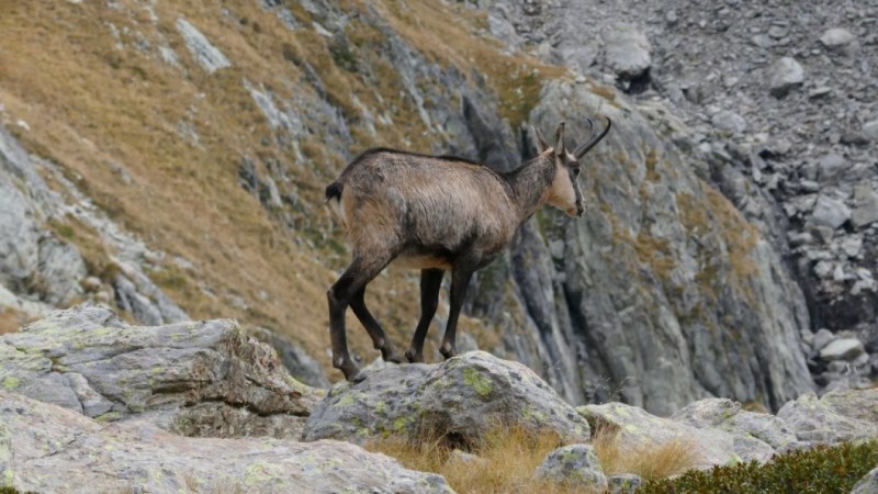 Chamois entre les lacs