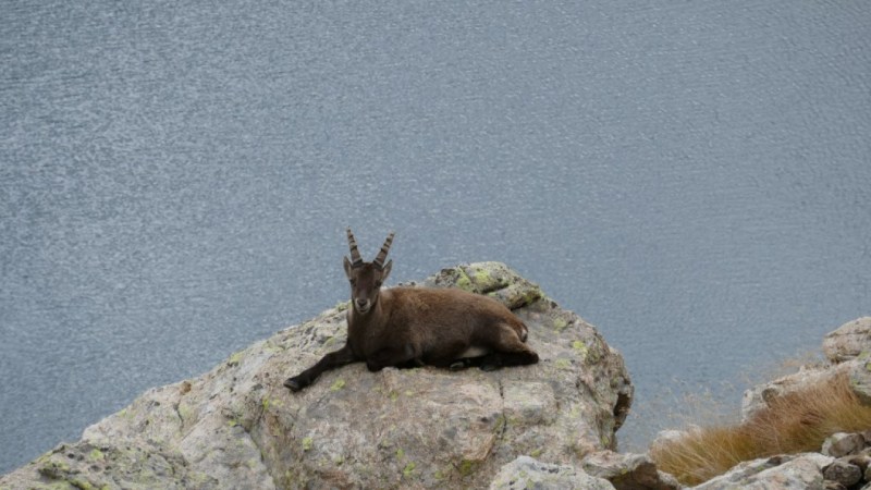 Bouquetin au Lac Cabret