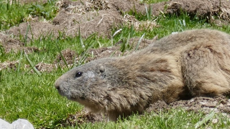 Marmottes du Plateau de Longon