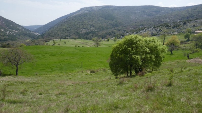 Les pâturages vers le Château 