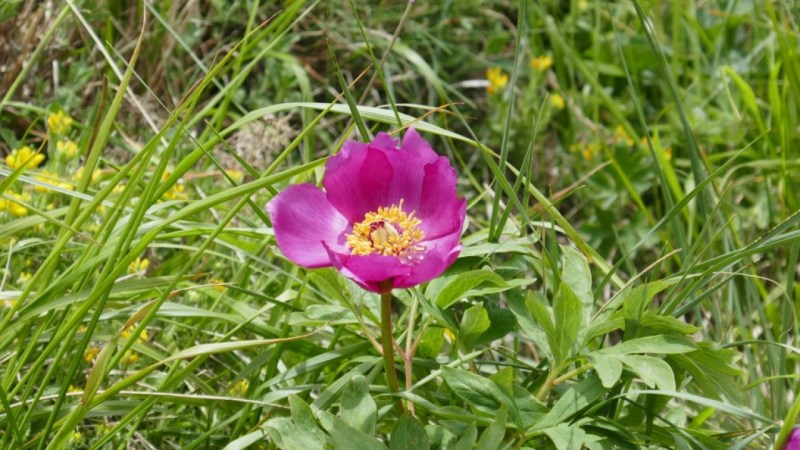 Quelques pivoines, juste sous le sommet