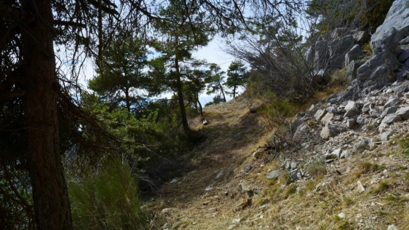 Autre vue de la zone défrichée