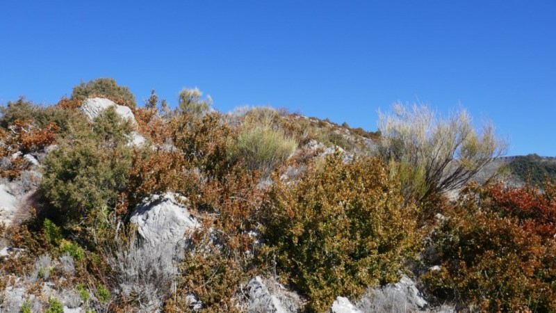 La garrigue de la Crête de la Pela