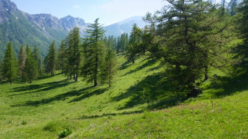 Mélèzes en bas de la crête