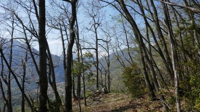 Montée dans forêt de la Plage