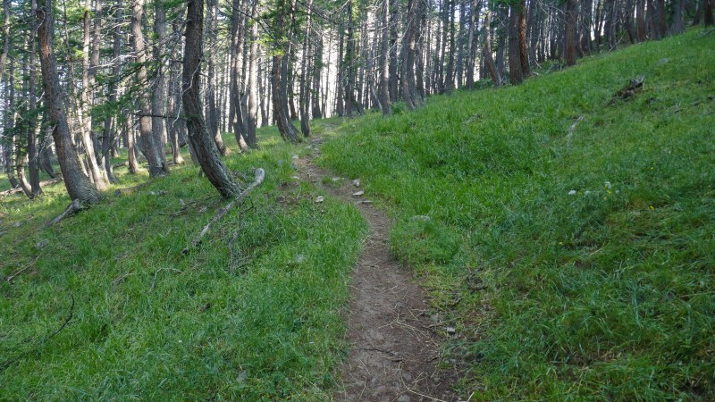 Montée dans la forêt avant le plateau