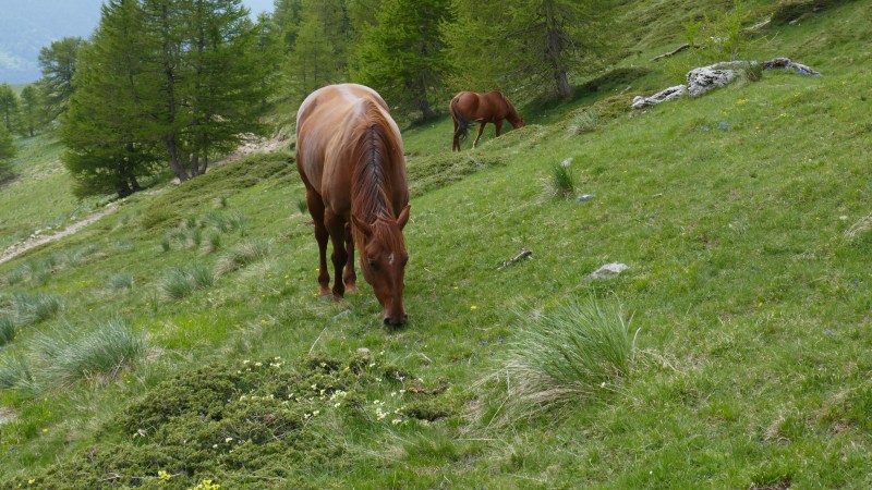 Paisibles chevaux sous le Baus de la Fréma