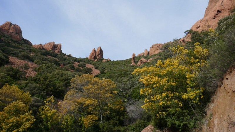 Dans les mimosas vers le Rocher de Saint-Barthélémy