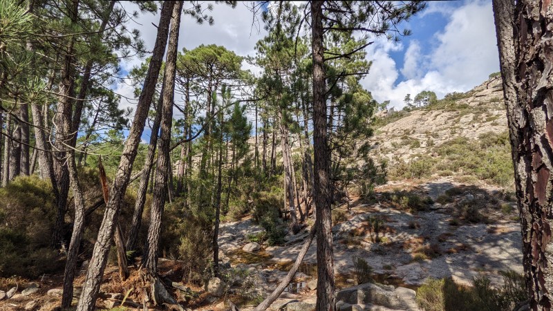 Dans la forêt de grands pins