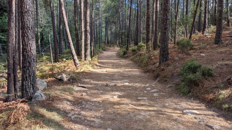 La piste forestière