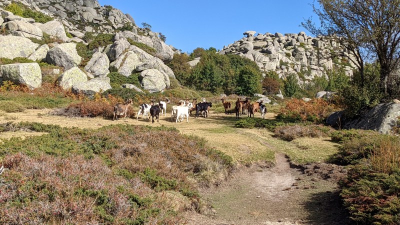 Paisible troupeau de chèvres