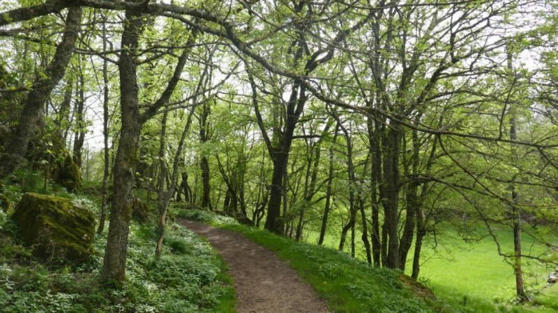 Sous-bois sur le chemin de Courmes