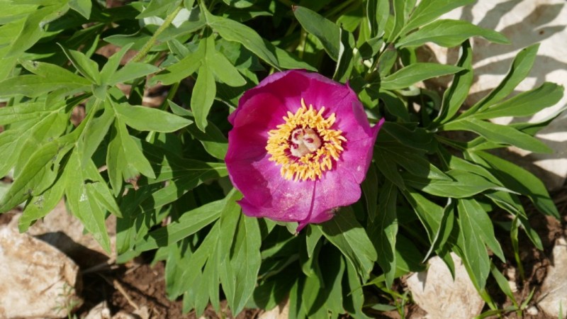 Rare pivoine