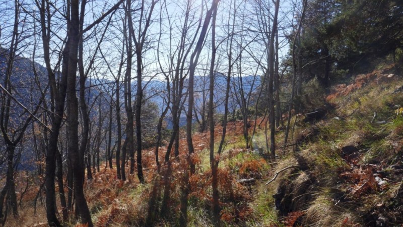 Forêt de Rouagne