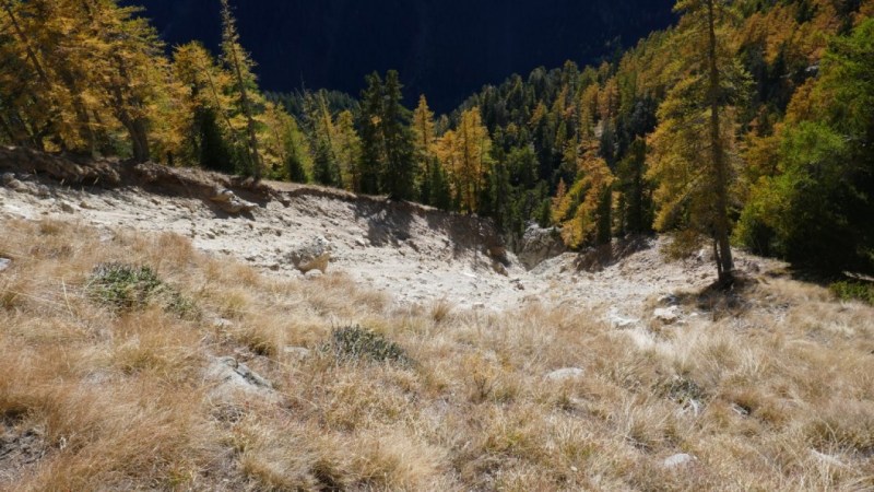 Sur le glissement de terrain du Vallon des Naucettes