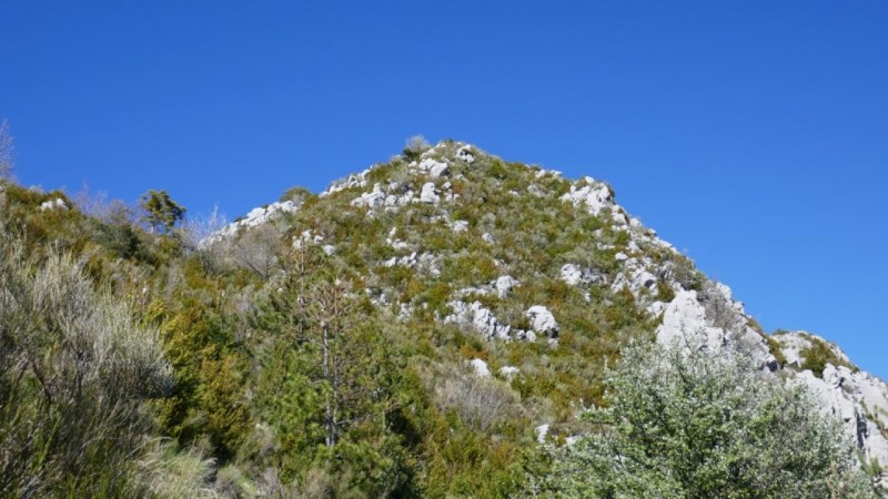 Le petit col avec un gros pin, et le sommet