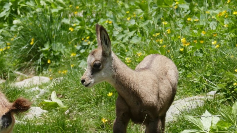 Rencontre dans le Vallon de l'Autier