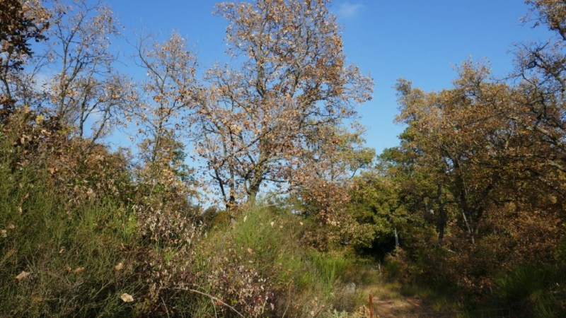 Dans la forêt de chênes, vers Lou Laurum