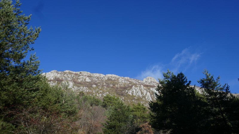 A la sortie de la forêt, au pied du Toraggio